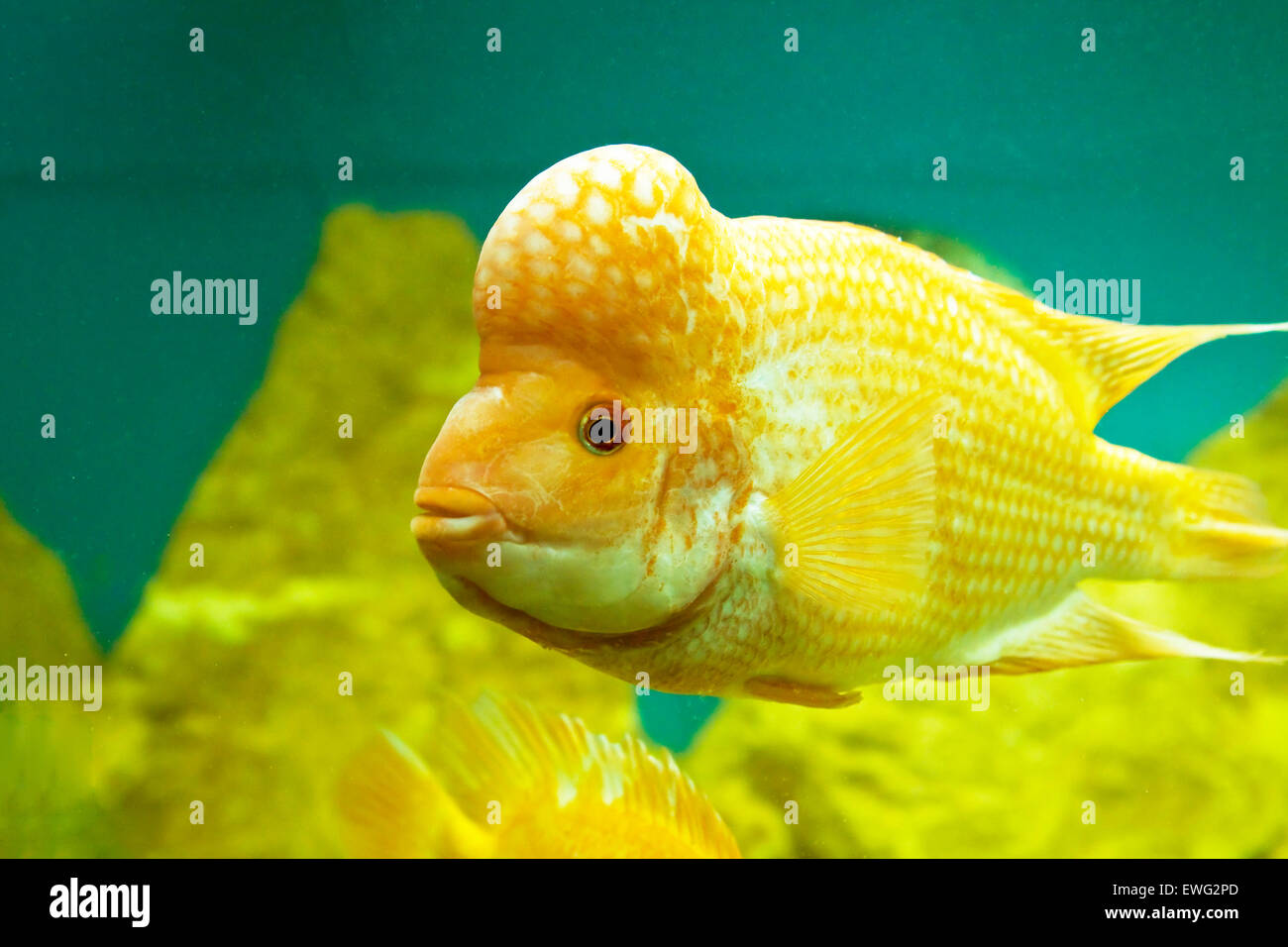 Tropical fish Lemon Cichlid (latin names Cichlasoma citrinellum