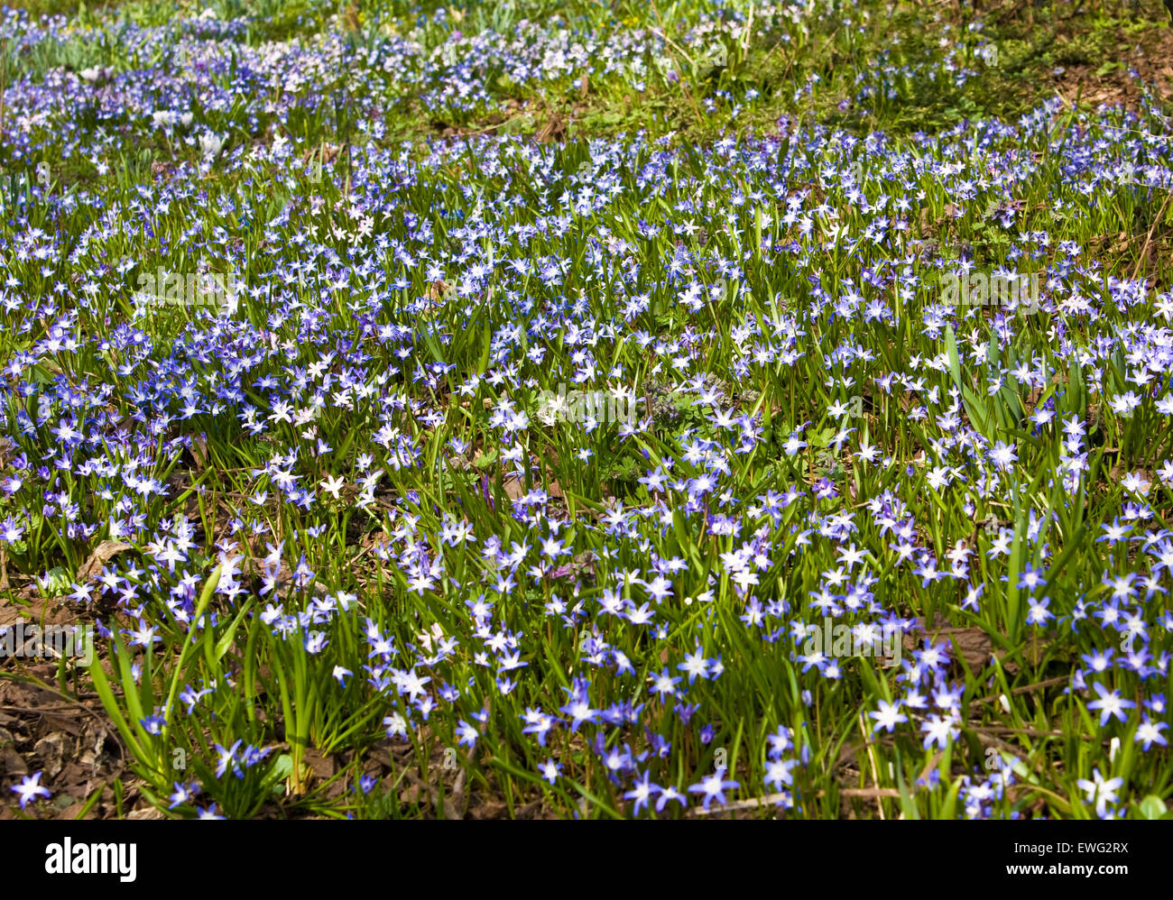 First spring flowers chionodoxa luciliae, blue colour. Stock Photo