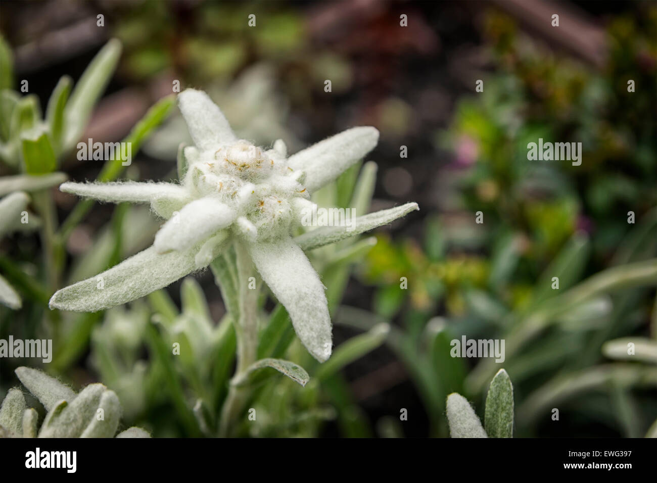 Picture of a edelweiss flower in the mountains Stock Photo