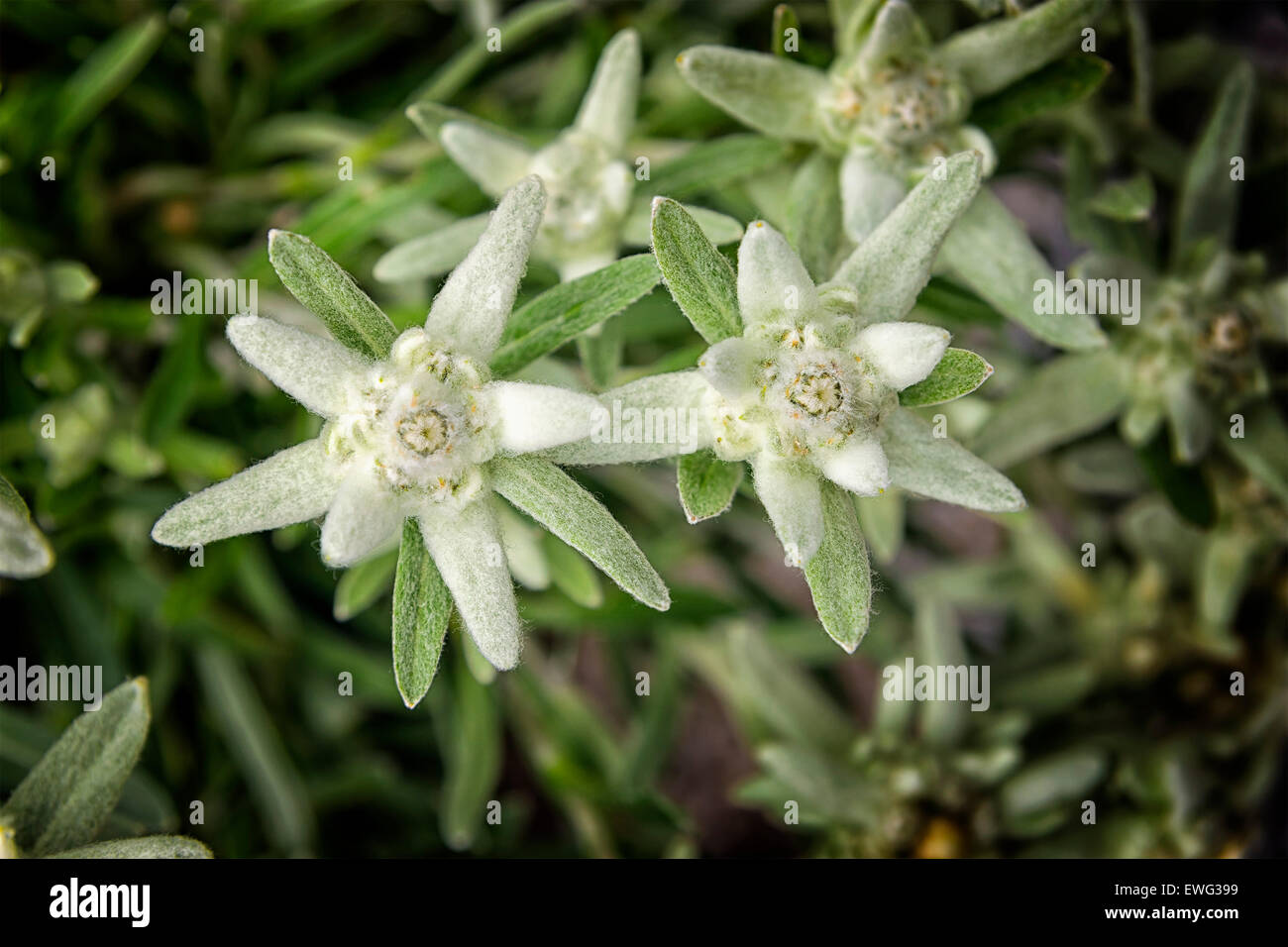 Picture of a edelweiss flower in the mountains Stock Photo