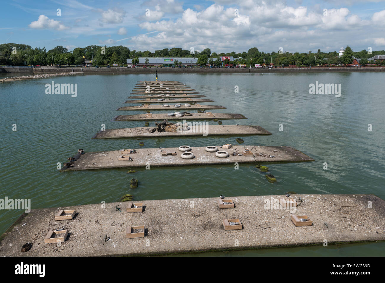 Pontoons in Preston Dock to allow sea birds to nest this area has been colonized by Common Terns Stock Photo