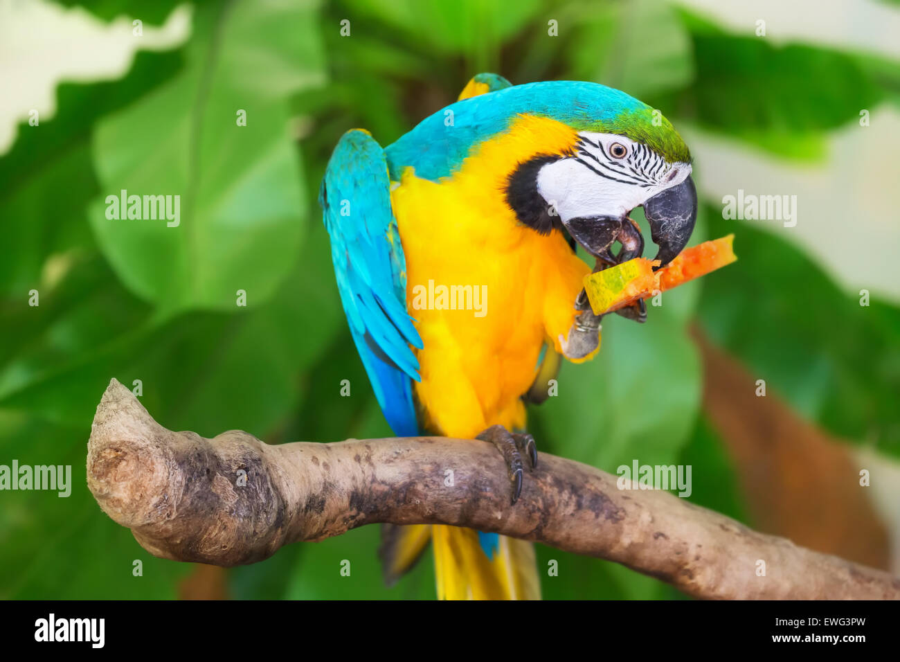 Colorful parrot eating on a branch among leaves Stock Photo Alamy