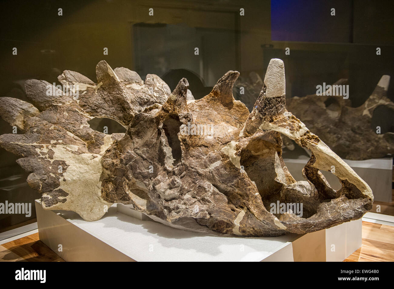 Regaliceratops peterhewsi,  a newly discovered genus and species of horned dinosaur estimated to be about 70 million years old Stock Photo