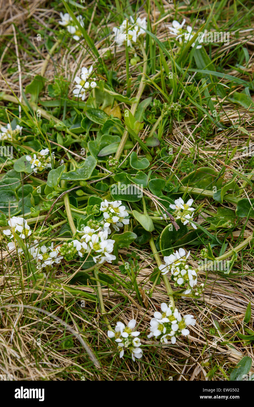 Common scurvygrass, Cochlearia officinalis, wildflower, Isle of Mull, Hebrides, Argyll and Bute, Scotland Stock Photo