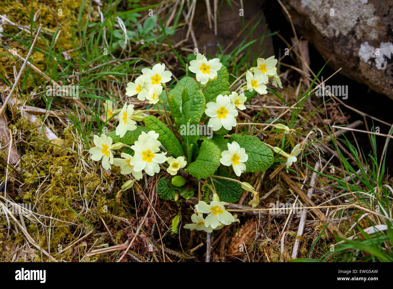 Primrose, Primula vulgaris, wildflower, Isle of Mull, Hebrides, Argyll and Bute, Scotland Stock Photo