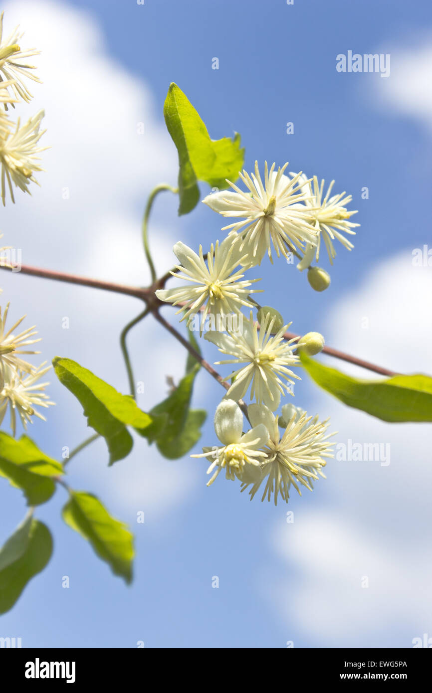 Wild white flower over blue sky Stock Photo