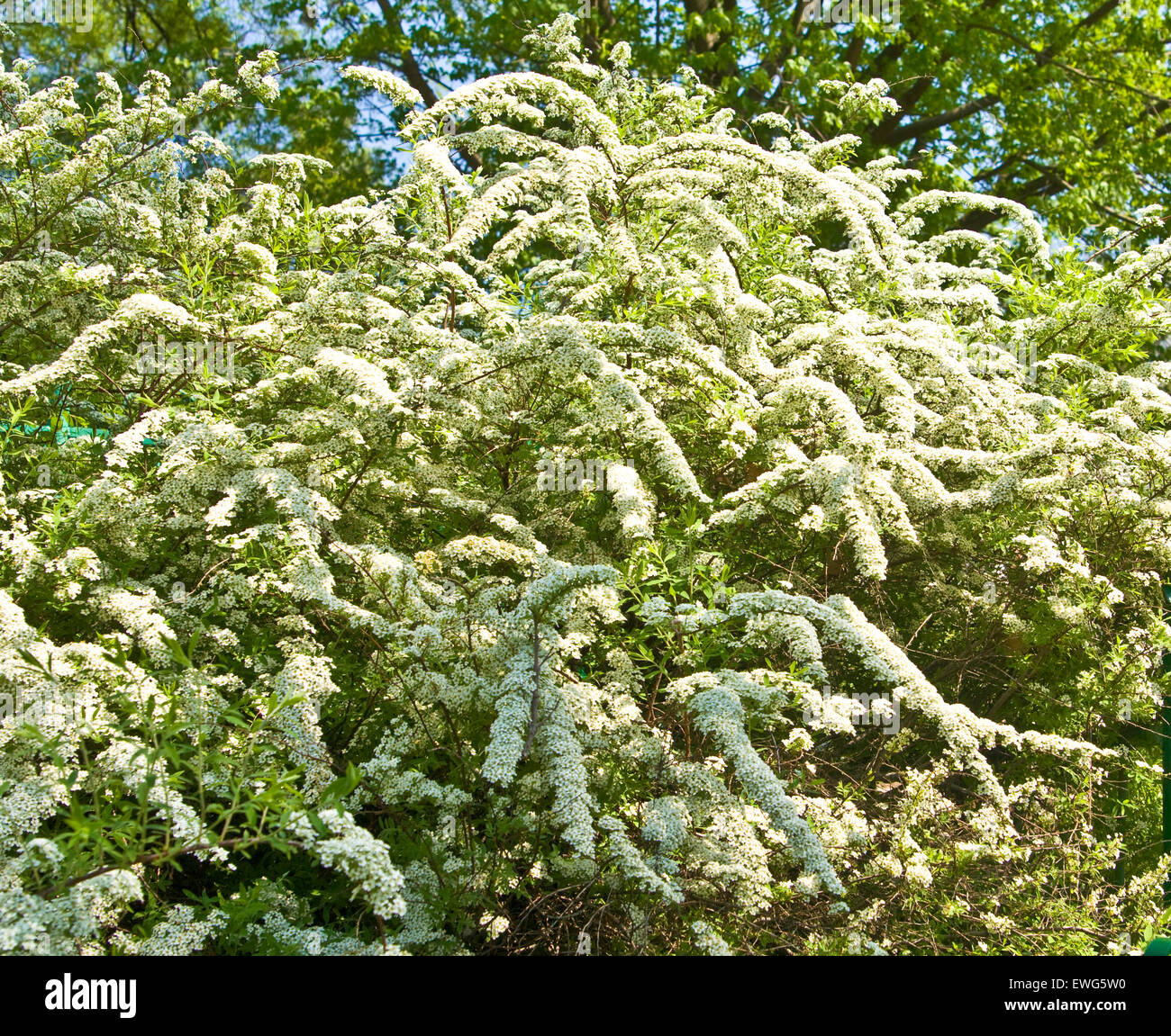 Shrub Of Japanese White Spirea In Blossom With Flowers Stock Photo Alamy