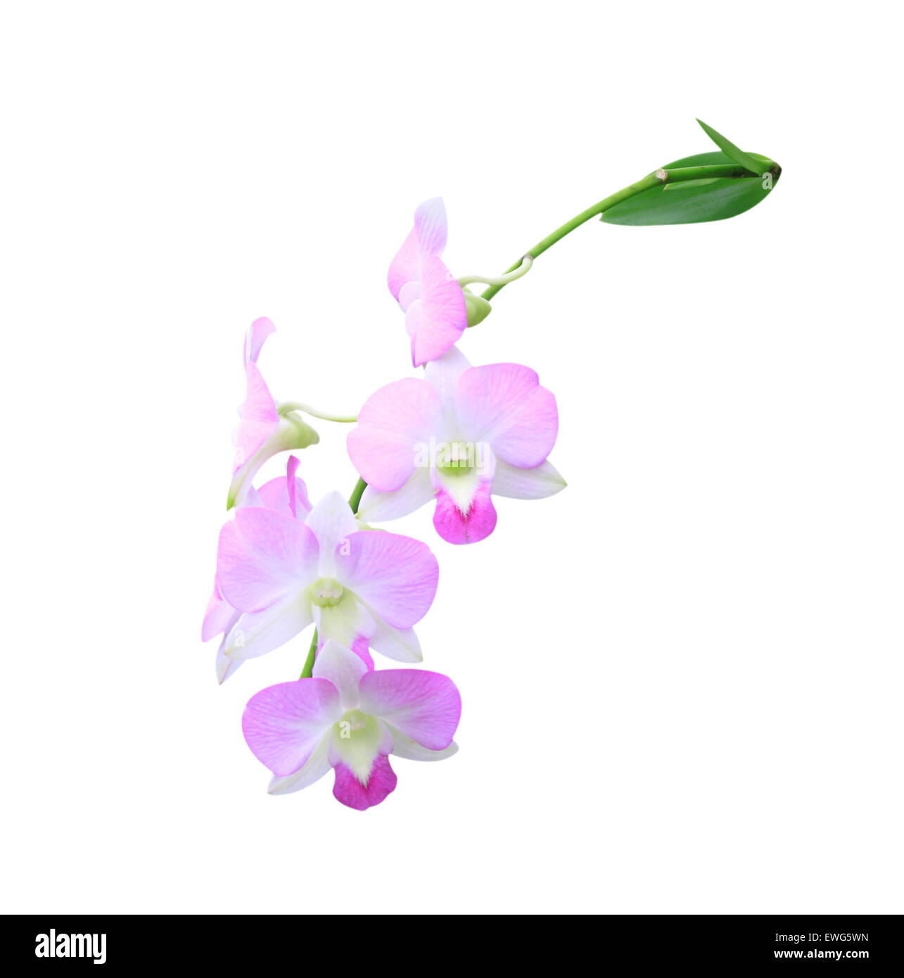 Blooming pink orchid isolated on white background breaks Stock Photo ...