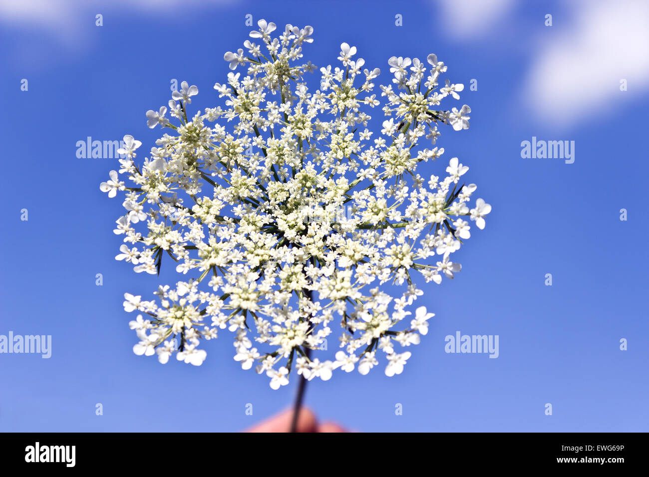 Blue and white flower hi-res stock photography and images - Alamy