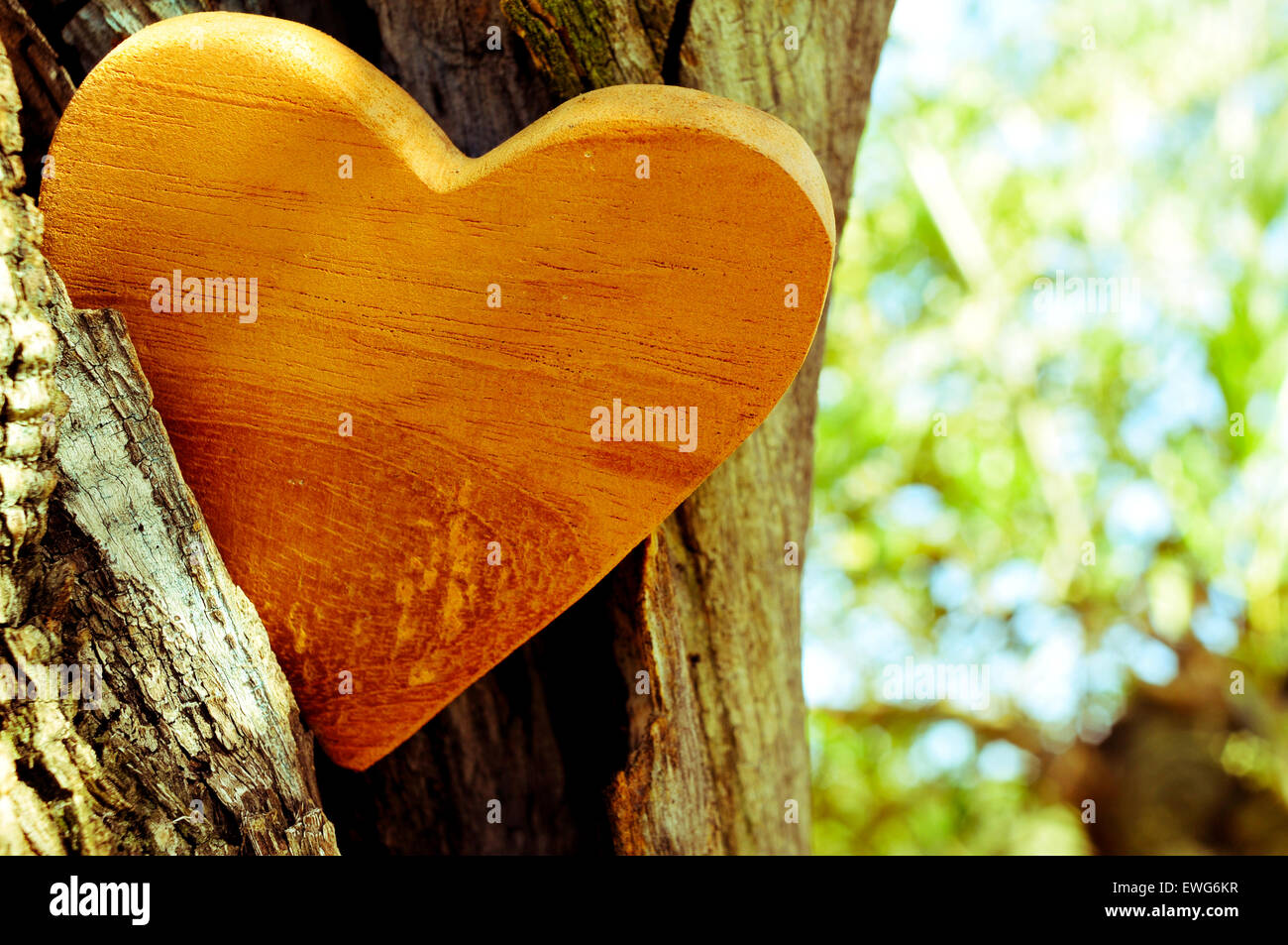 closeup of a wooden heart in the hollow of a tree in a rustic scenery, with a filter effect Stock Photo