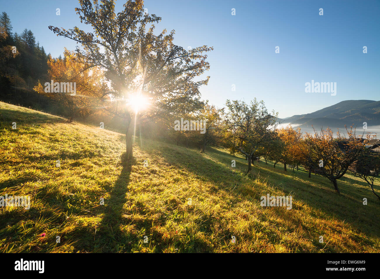 Fall colors garden at sunny morning Stock Photo - Alamy