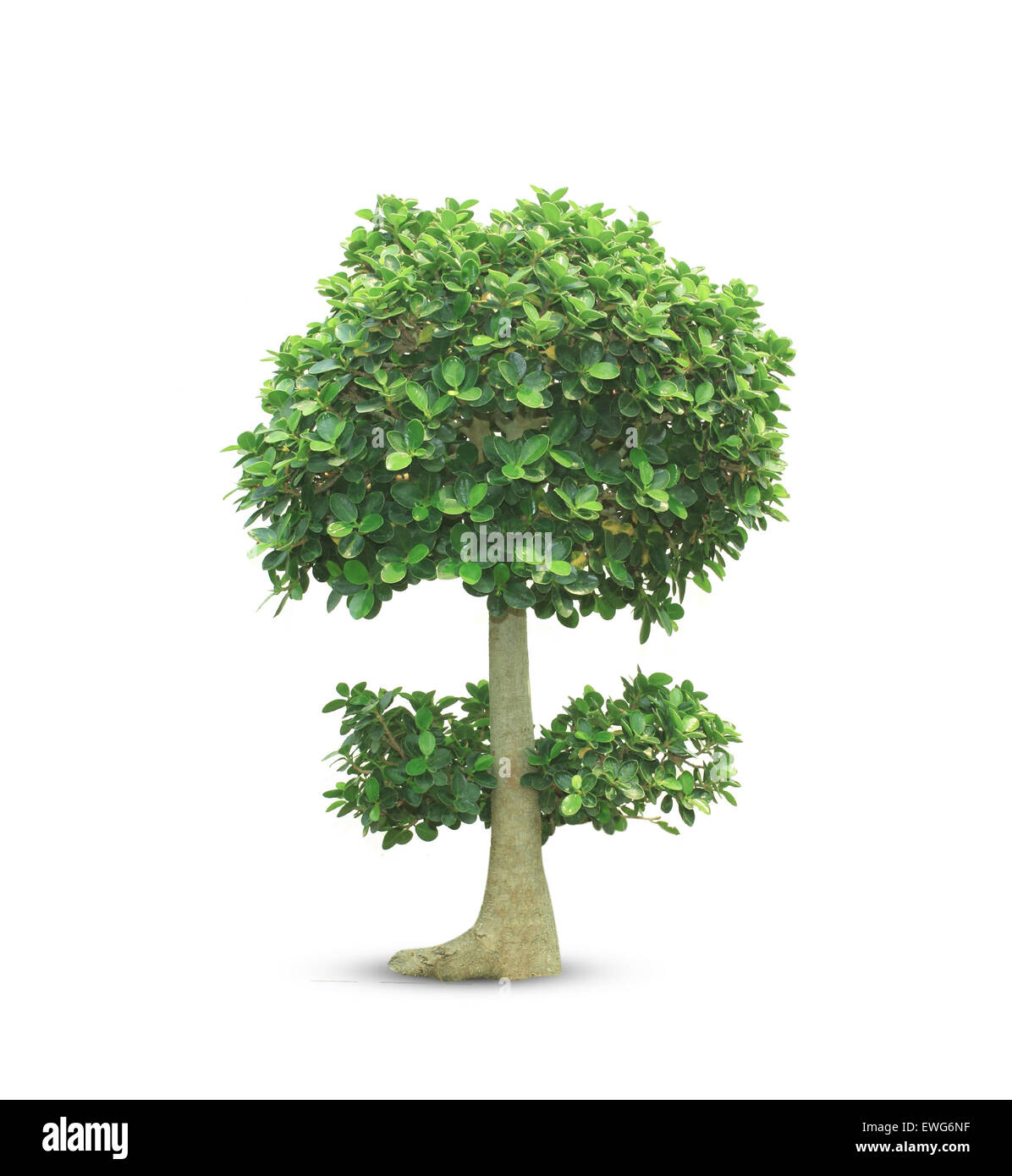 Bonsai tree isolated on a white background Stock Photo - Alamy