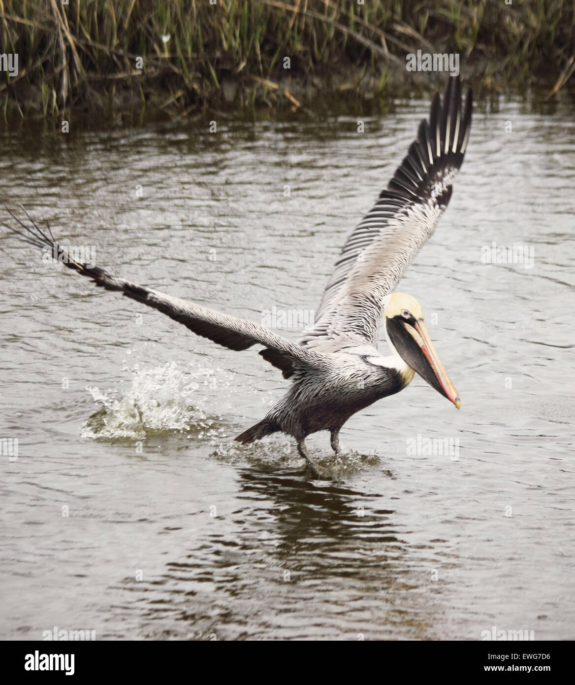 A male Brown pelican lands upon the water in a coastal estuary. Stock Photo