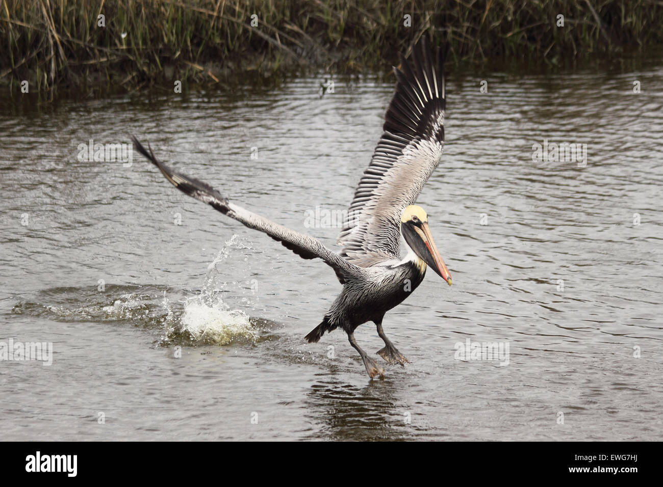 A male Brown pelican takes off from a coastal estuary. Stock Photo