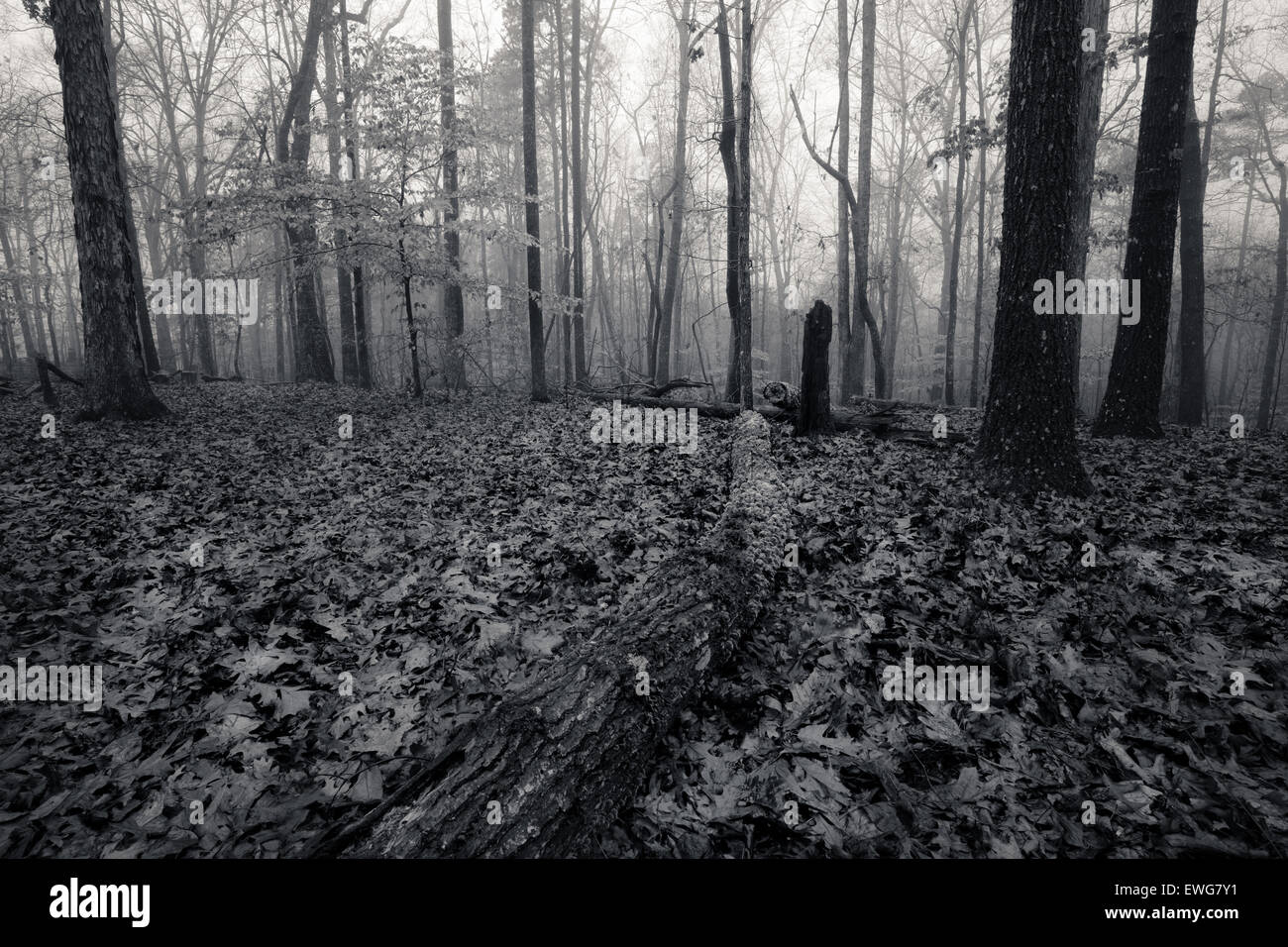 Monochrome image autumn foggy forest Stock Photo - Alamy