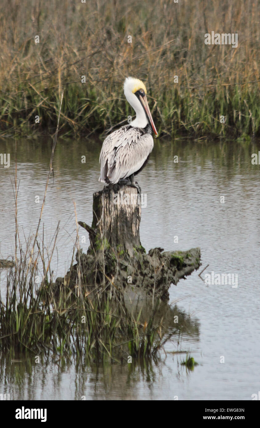 A lone male Brown Pelican rests upon an old tree stump in a coastal estuary. Stock Photo