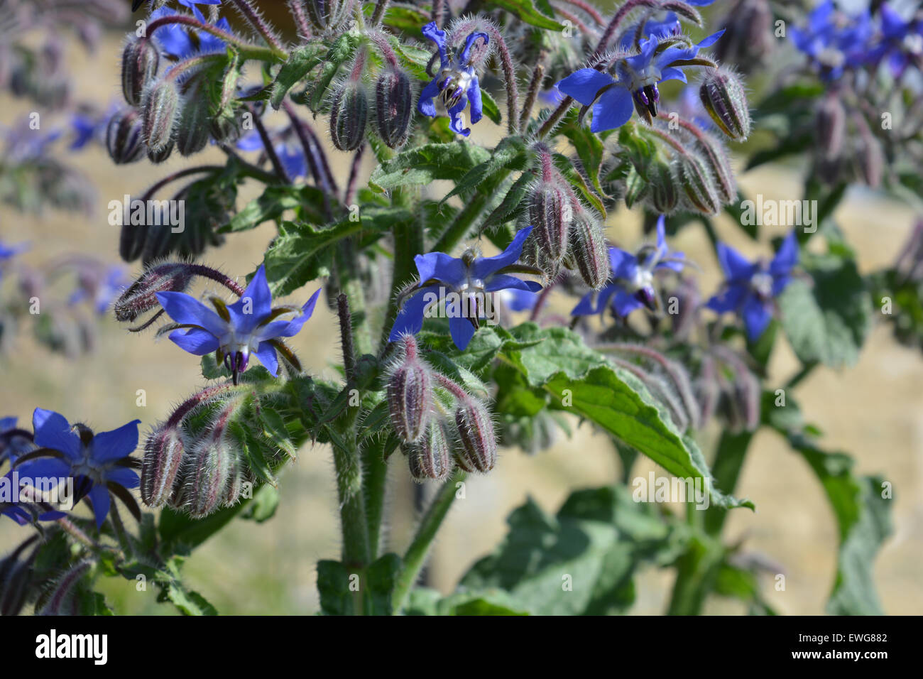 Borage, also known as  starflower. Leaves and flowers can be used in salads and drinks Stock Photo