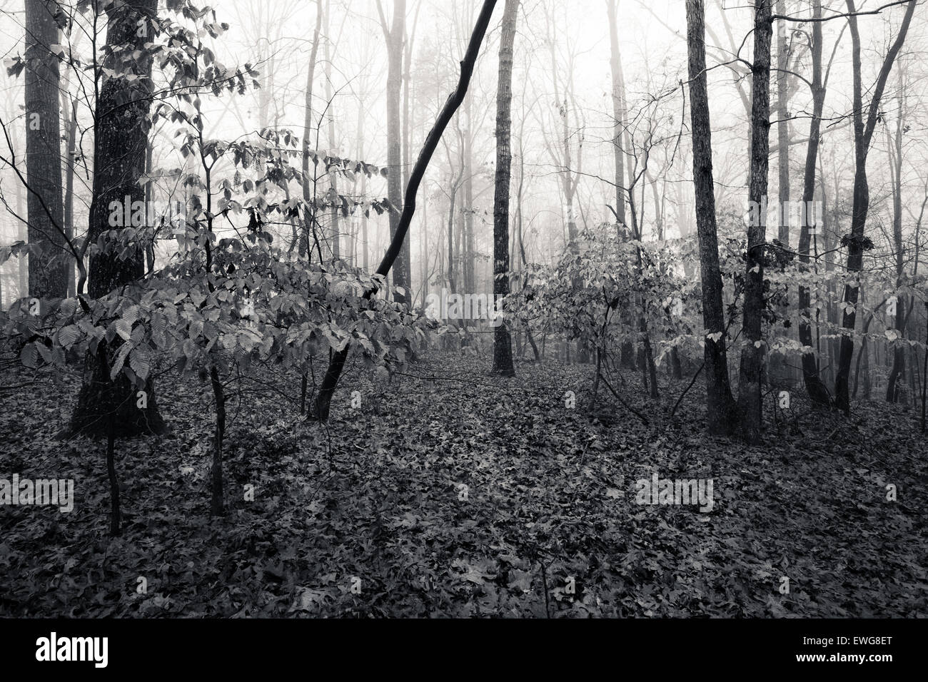 Monochrome image autumn foggy forest Stock Photo