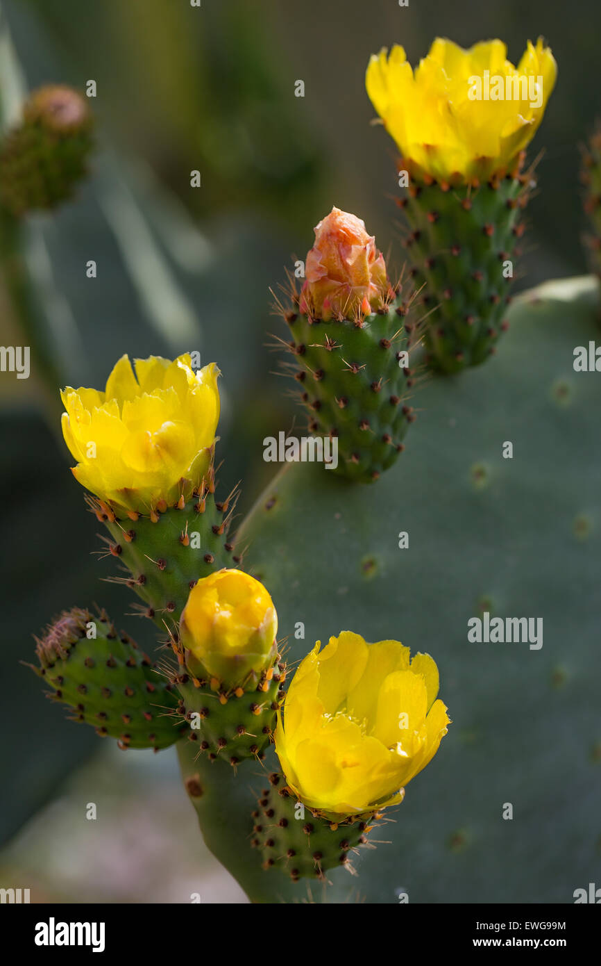 Opuntia Ficus Indica Sicily Hi res Stock Photography And Images Alamy