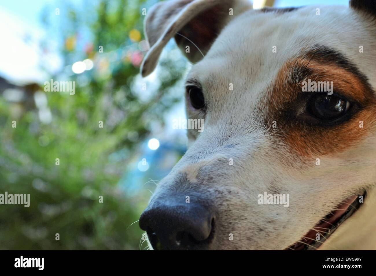 Jack Russell's Beautiful face. Lovely Mr P engrossed with staring at his ball. Stock Photo