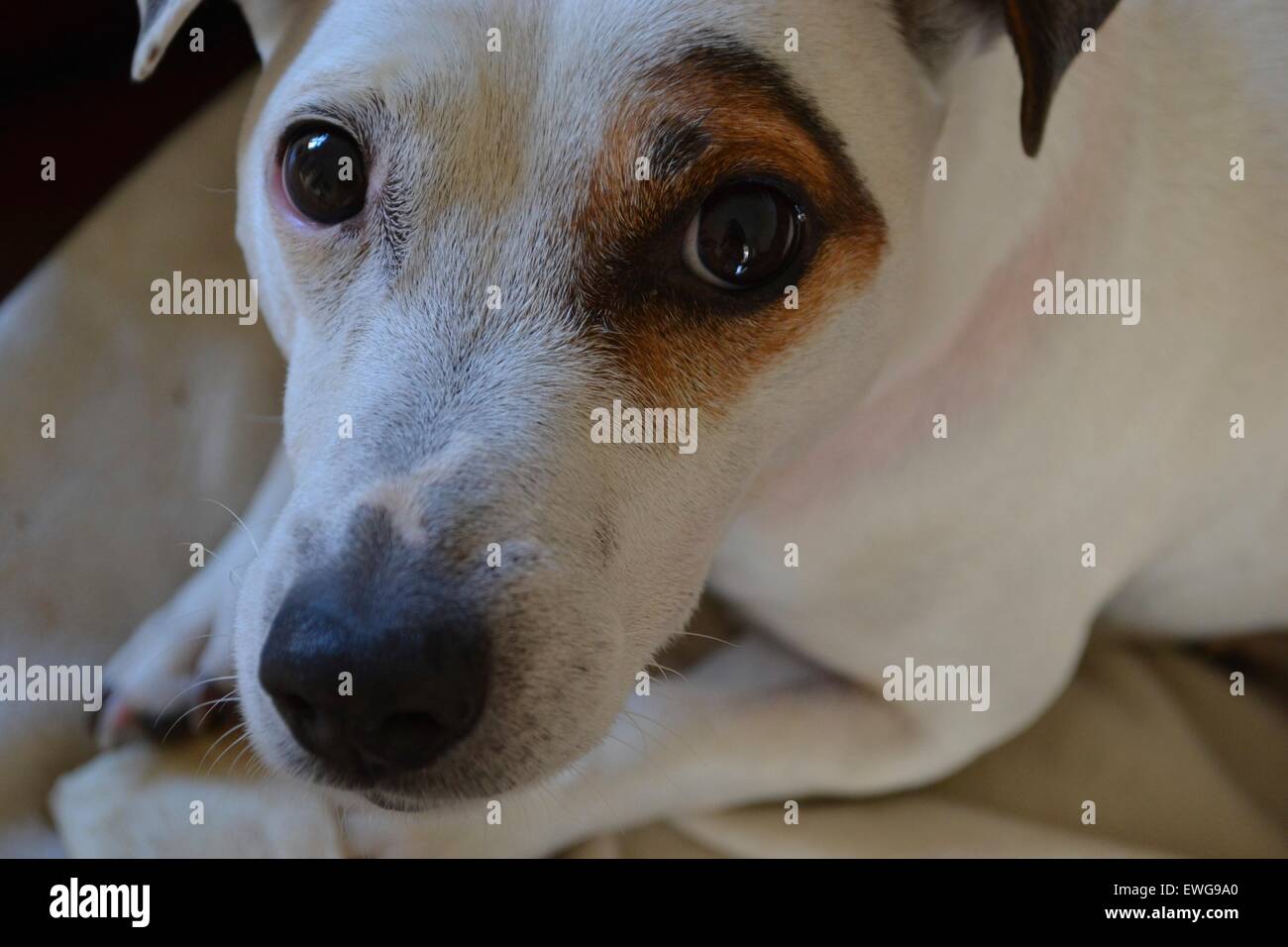 Jack Russell's Beautiful eyes Stock Photo Alamy