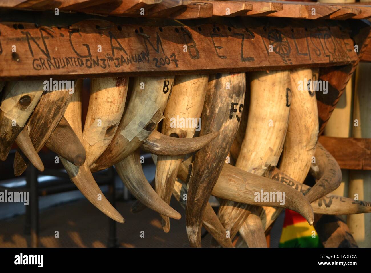 N Gambezi horn musical xylophone. On the Zambezi river this was the instrument of the wonderful musicians playing on board. Stock Photo