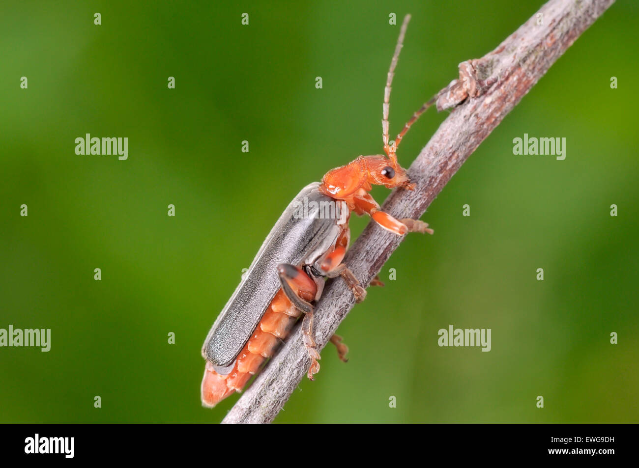 Red and black beetle hi-res stock photography and images - Alamy