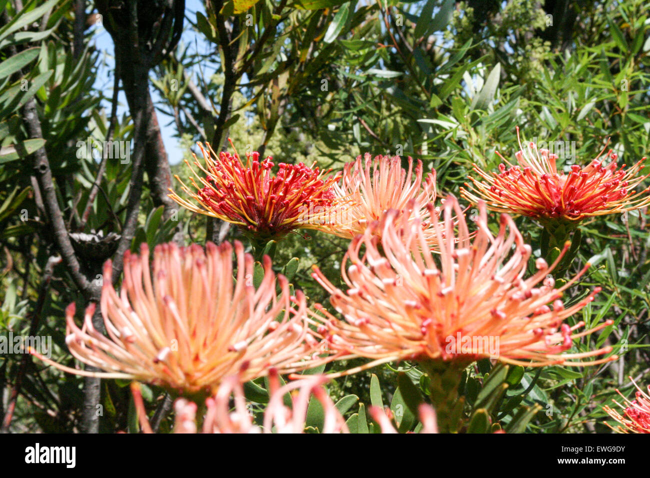Proteas hires stock photography and images Alamy