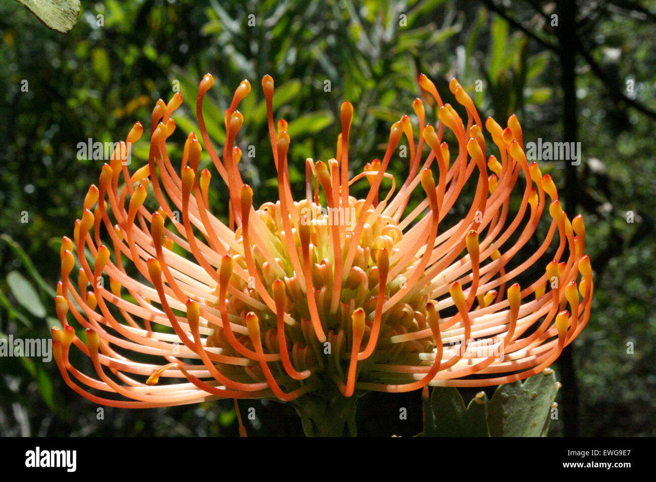 Protea pin cushion flower in bloom Stock Photo Alamy