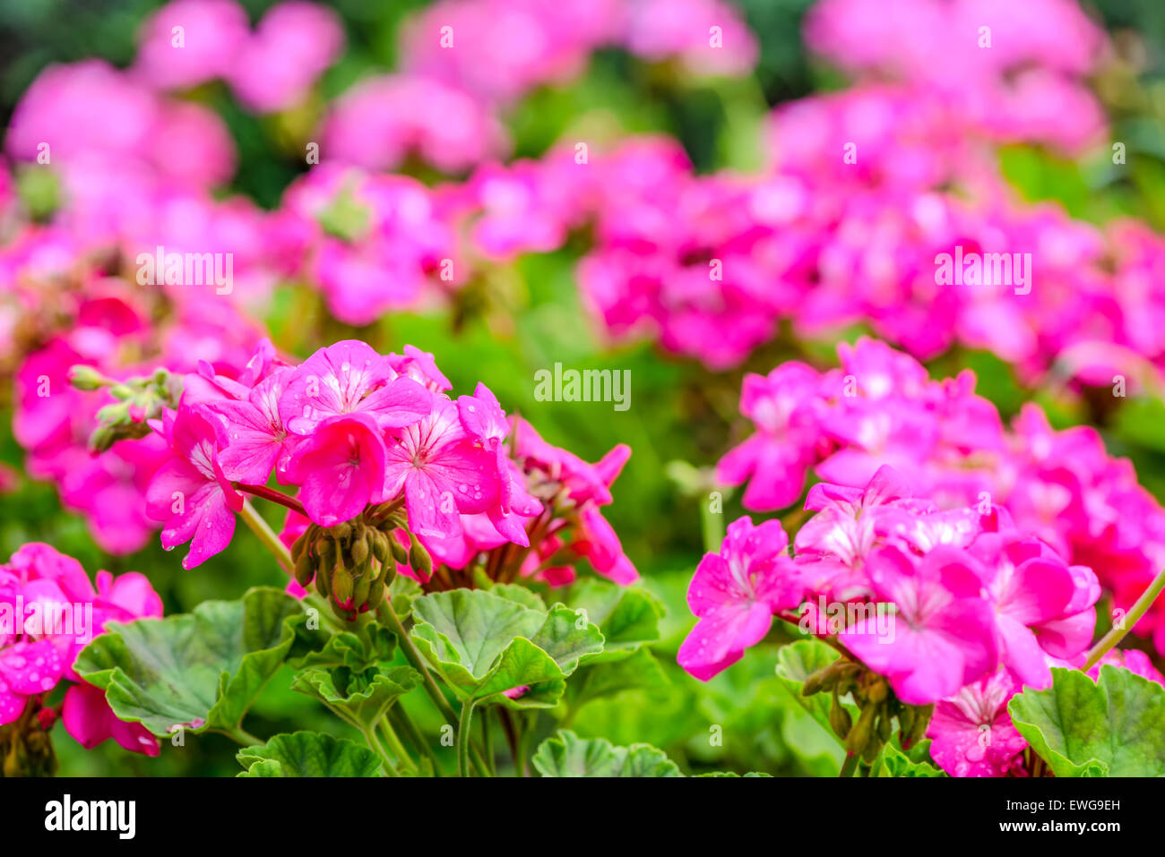 beautiful blooming red geranium flower with green leaves in   nature background, coseup Stock Photo