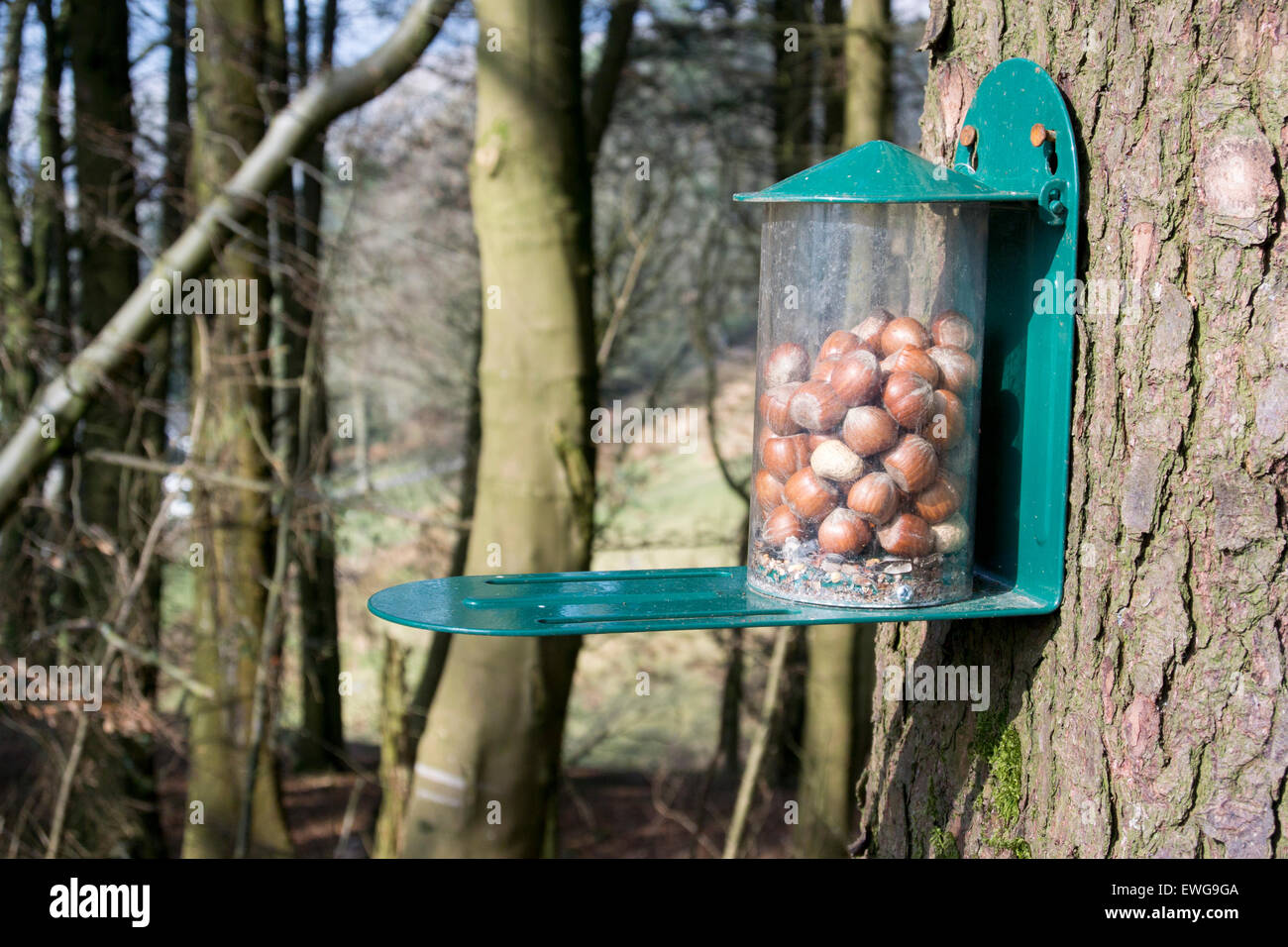 Feeder with Hazelnuts in woodland for Red Squirrels. Cumbria, UK Stock Photo