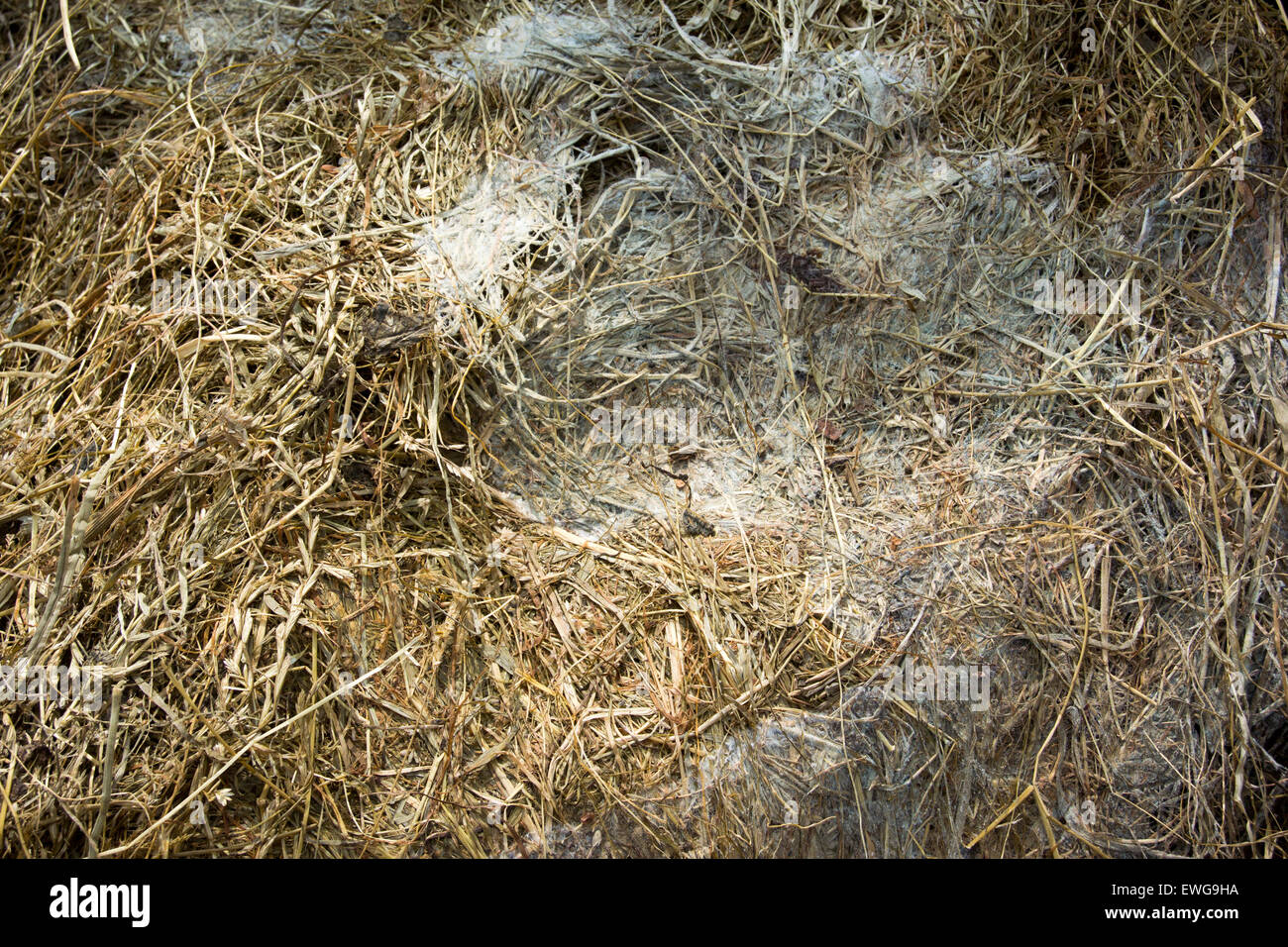 Mould formed on big bale silage, which make sit harmful to feed to