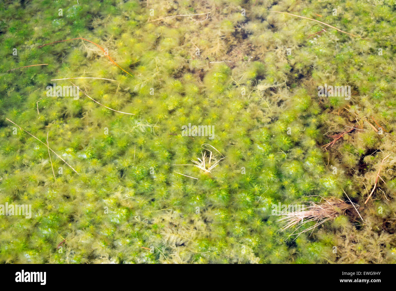 Moss in moorland bog on peat ground. Cumbria, UK. Stock Photo