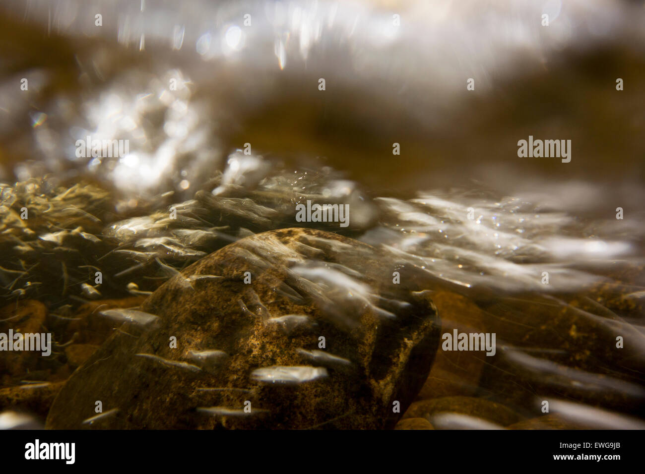 Under surface of a fast flowing river, full of air bubbles, oxygenating the water. Cumbria, UK Stock Photo