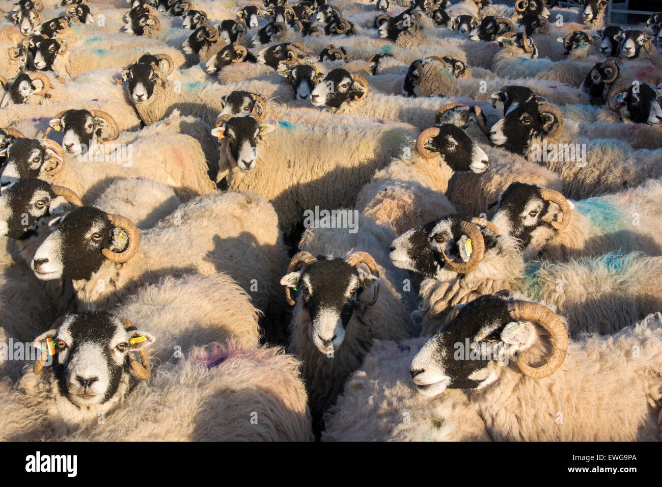 Large flock of Swaledale sheep, horned hill breed of sheep found in the