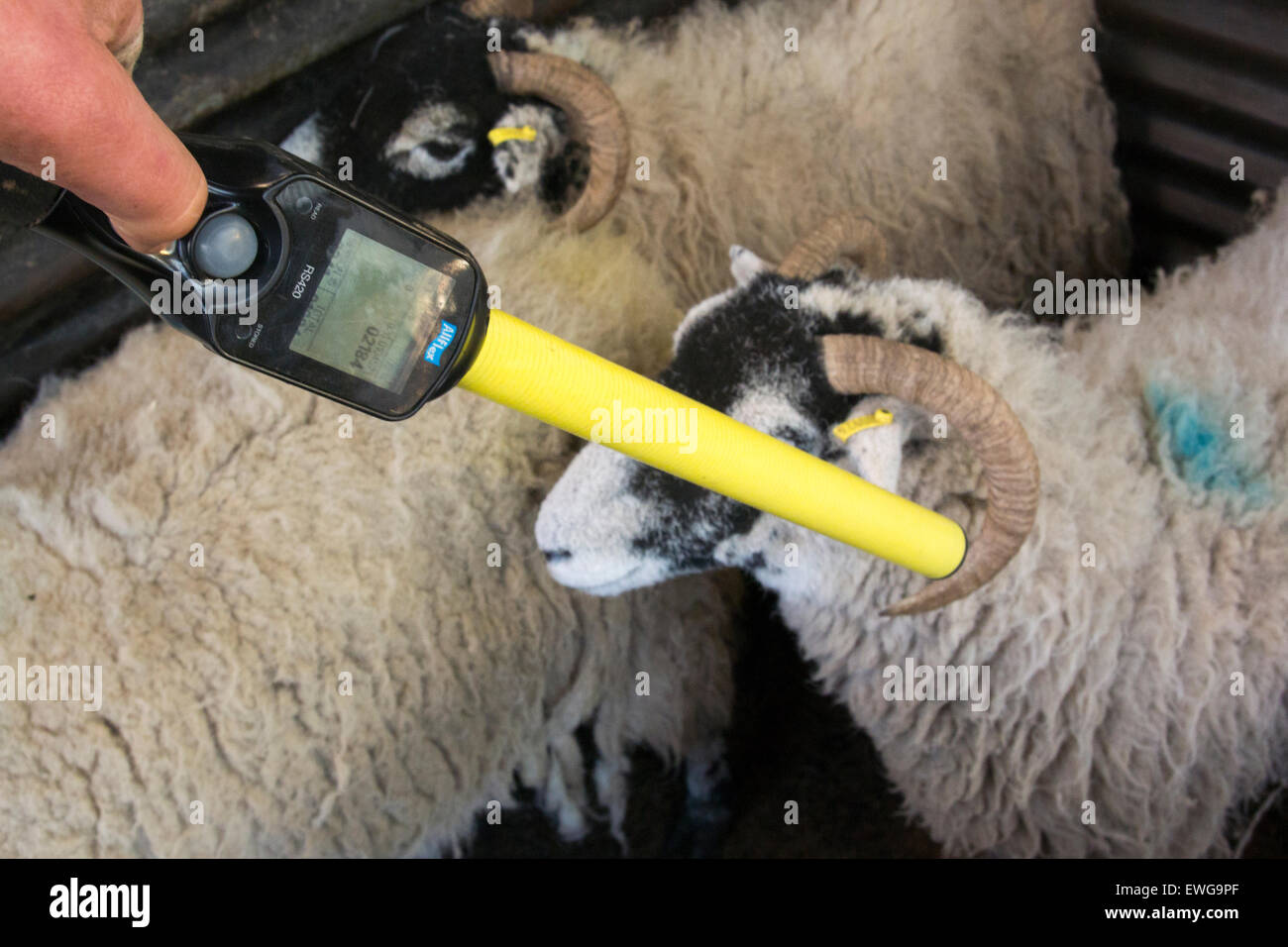 Electronic Identification device (EID) tag reader being used on sheep, reading tags. Stock Photo