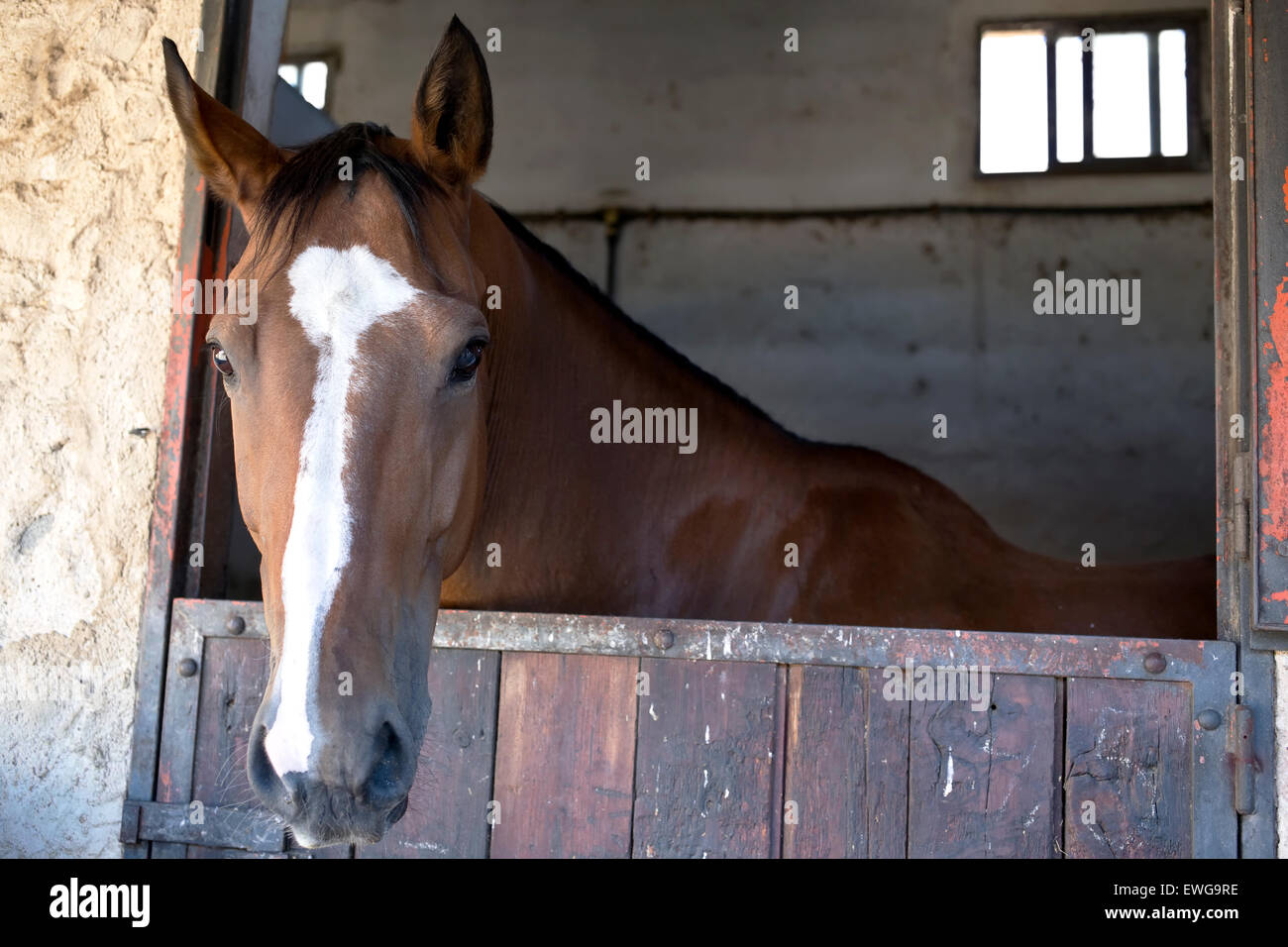 horses with the head outside of the stable Stock Photo