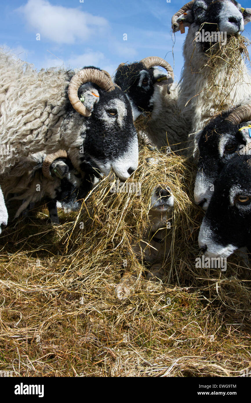 Funny sheep hires stock photography and images Alamy