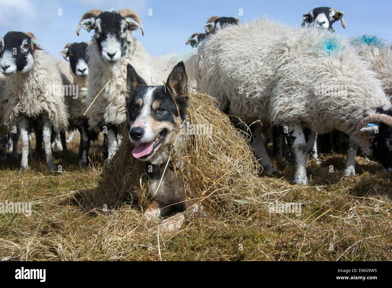 What Does A Sheep Dog Eat