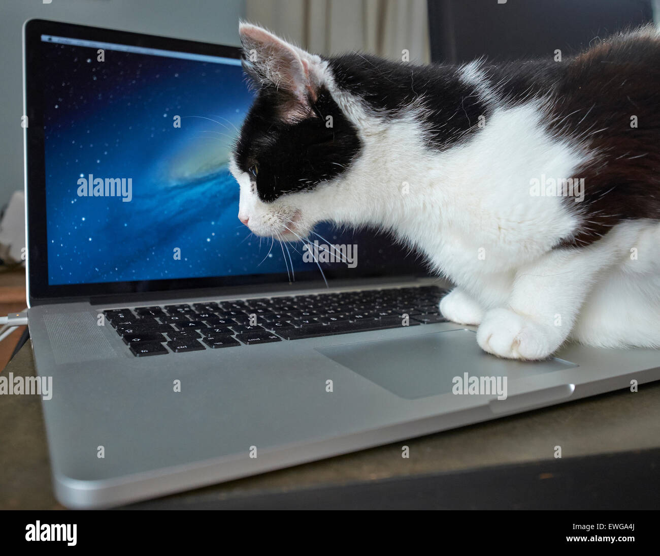 Cat with laptop Stock Photo - Alamy
