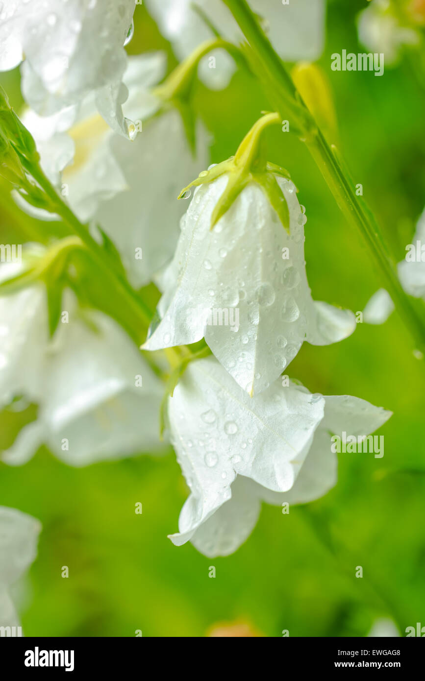 closeup white hand bell flower with rain drops on a green blur background, closeup Stock Photo