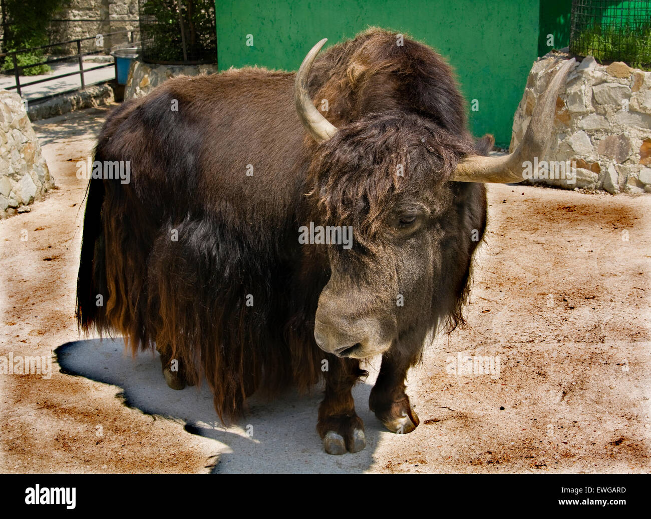 Tibetan yak (Bos grunniens) standing Stock Photo - Alamy