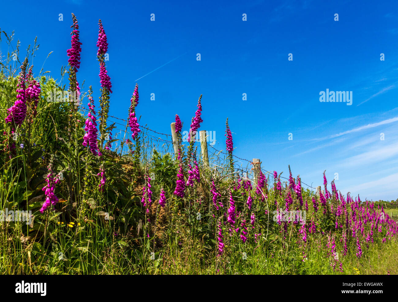 Hedge of foxgloves Stock Photo