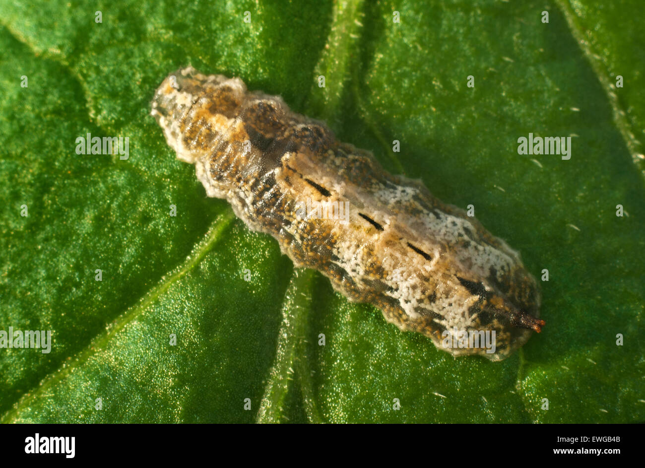 The larva of the flies sifredi. (Syrphidae) Stock Photo