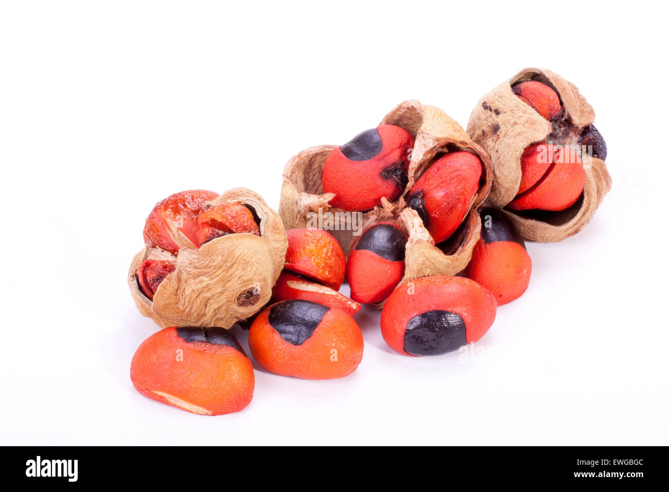 bright red seeds and pods of the natal mahogany tree on white Stock Photo