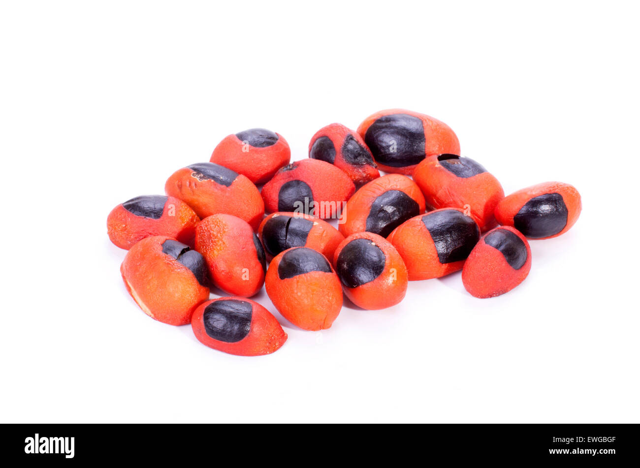 bright red and black seeds of the natal mahogany tree on white Stock Photo