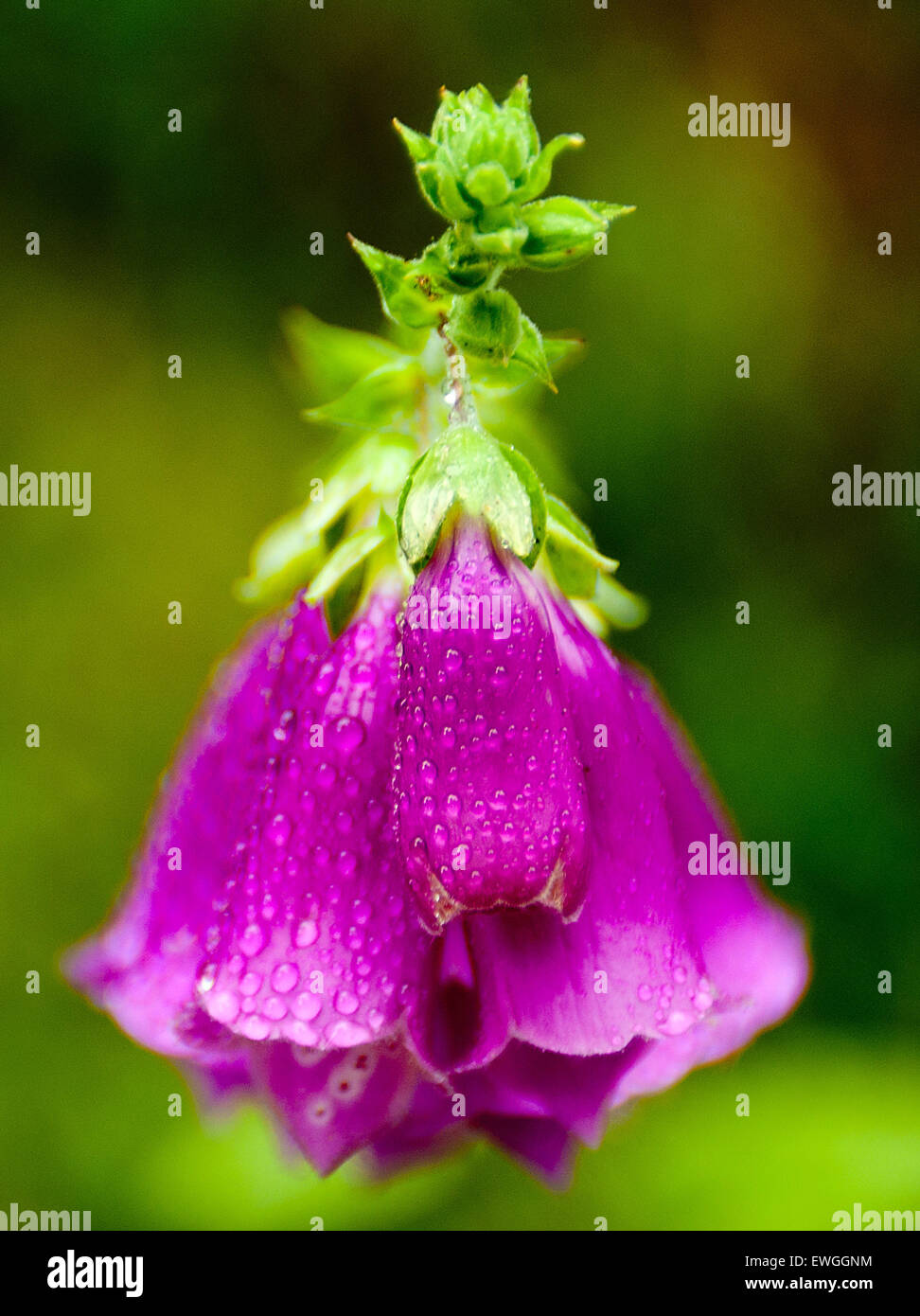 Wildflowers on lopez island san hi-res stock photography and images - Alamy