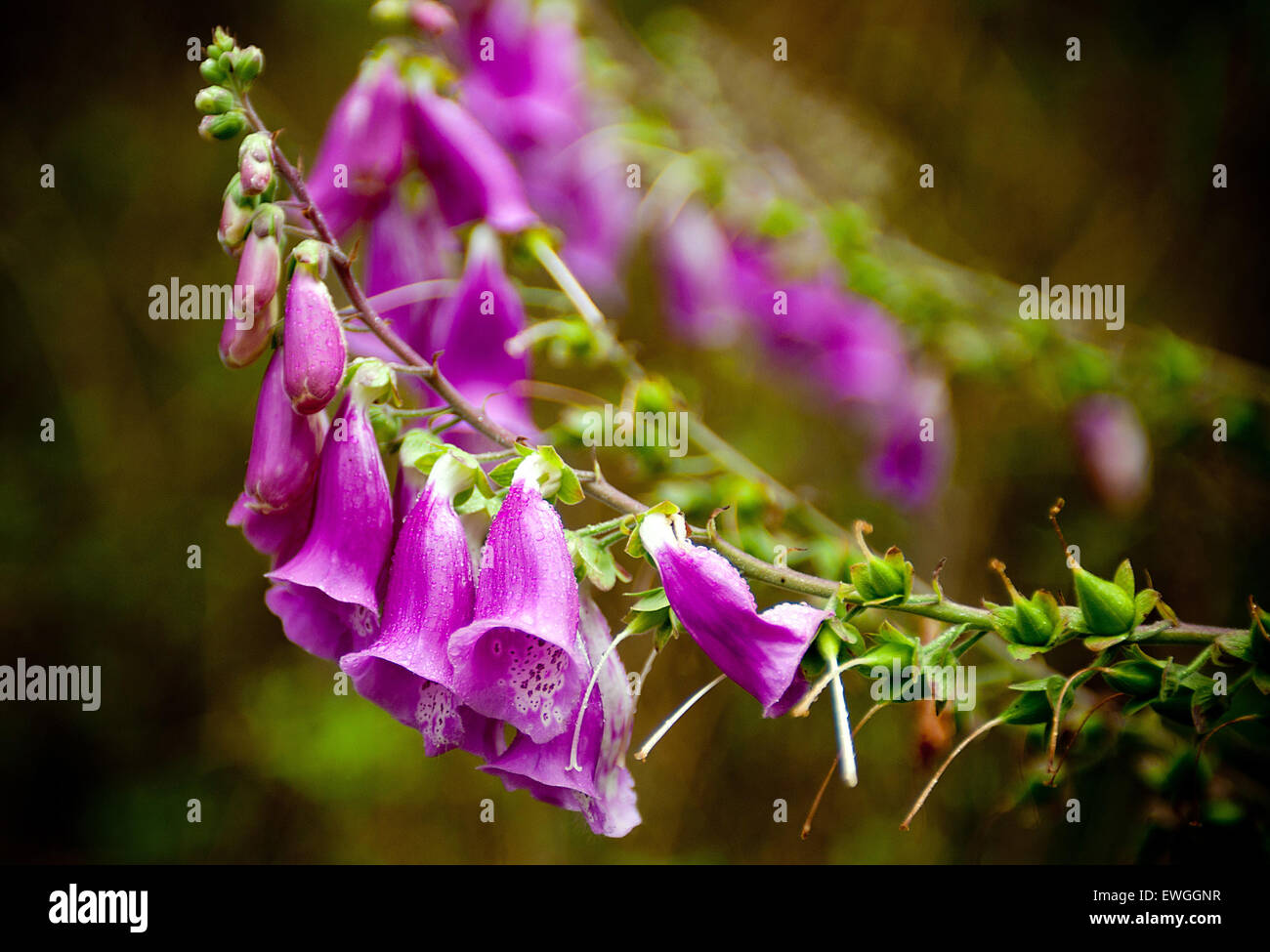 Wildflowers on lopez island san hi-res stock photography and images - Alamy