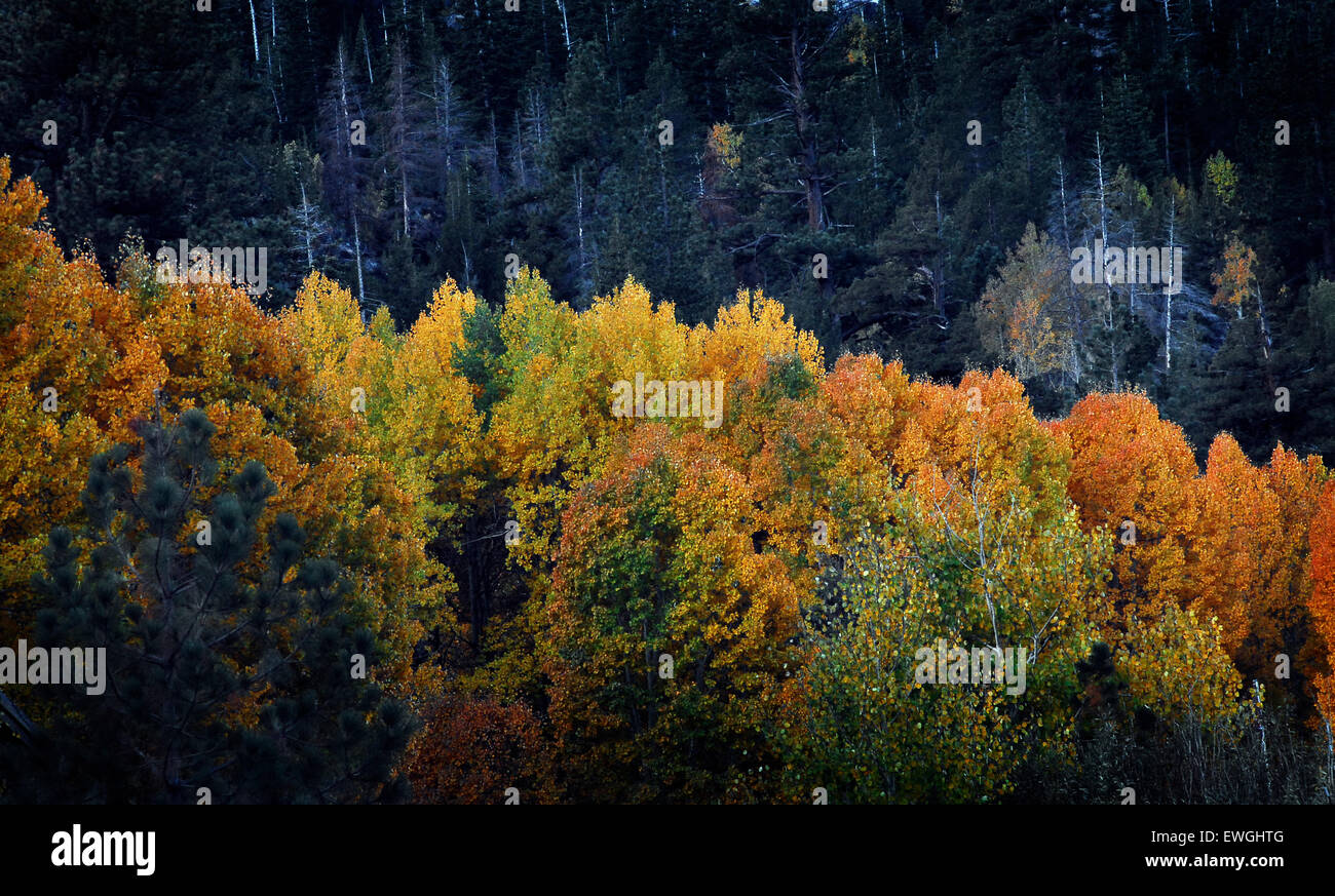 Fall colors in Hope Valley, California Stock Photo Alamy