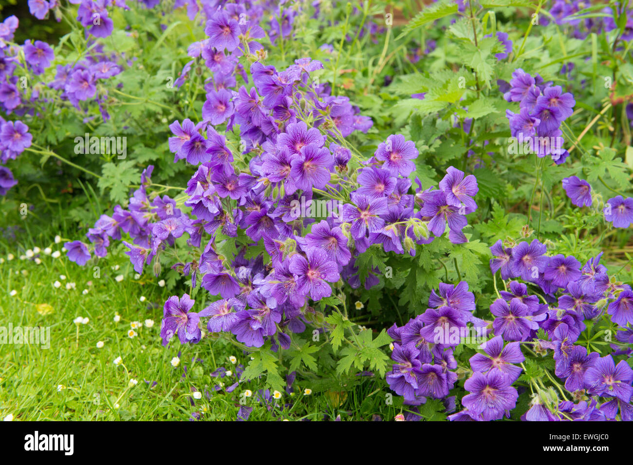 Geranium flower bed hires stock photography and images Alamy